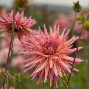 Dahlia Alain Mimoun Nyhet!