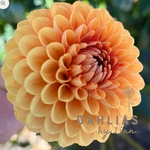 Dahlia Beatrice