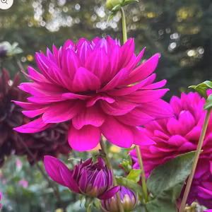 Dahlia Berner Oberland