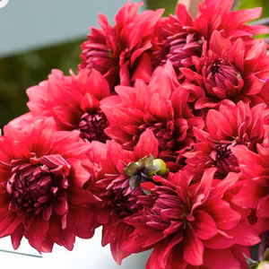 Dahlia Amarone Nyhet!