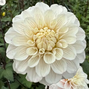 Dahlia Pencil Art Sugar Nyhet!
