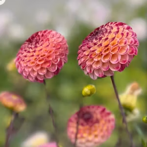 Dahlia Ryecroft Blackberry Nyhet!