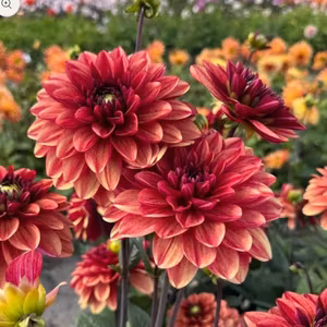 Dahlia Glossy Maracana Nyhet!