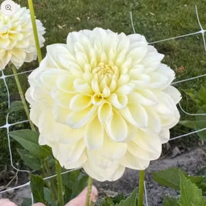 Dahlia Cream Corner Nyhet!