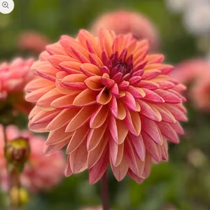 Dahlia Madame Antoinette Nyhet!