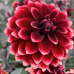 Dahlia Sissinghurst © Mycket exclusive! Nyhet!