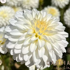 Dahlia Snow Cap