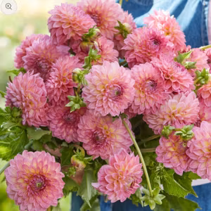 Dahlia Pink Suffusion