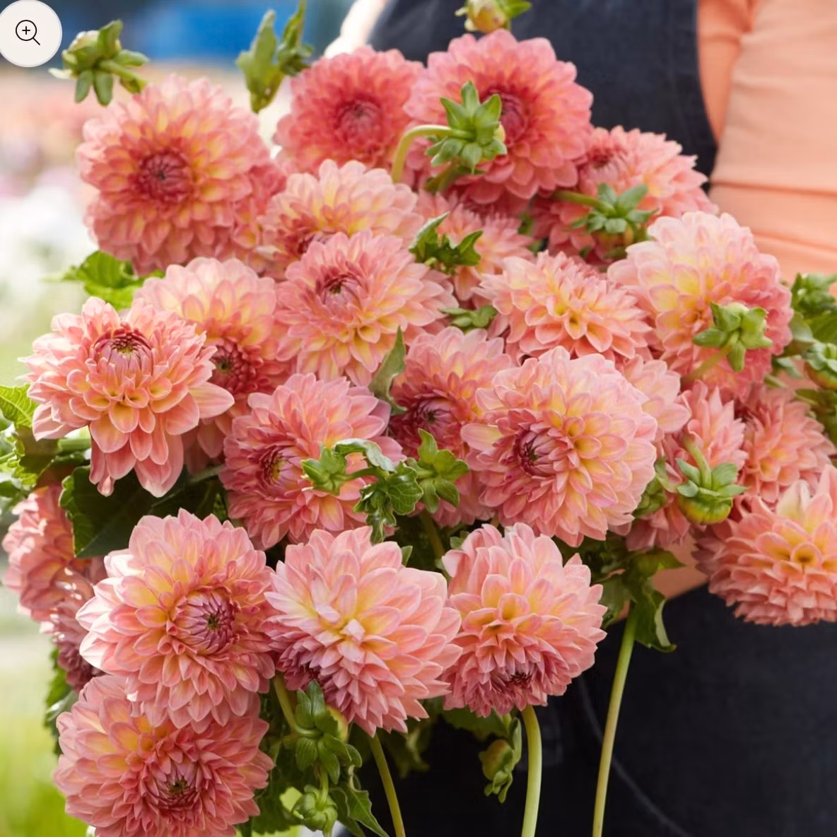 Dahlia Hillcrest Suffusion