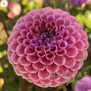Dahlia Isabel