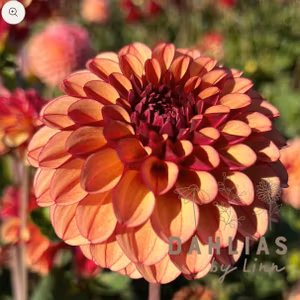 Dahlia High Fidelity