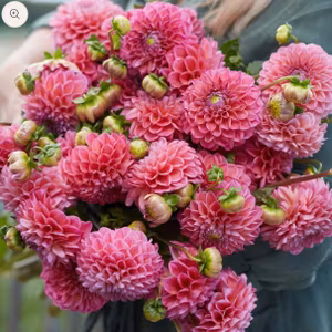 Dahlia Dikara Superb