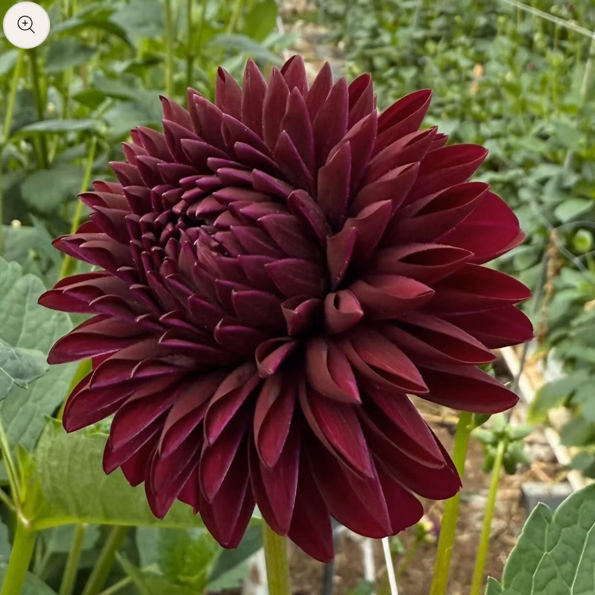 Dahlia Black Thomas Nyhet!