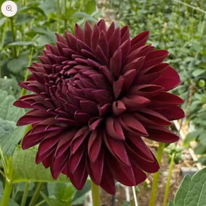 Dahlia Black Thomas Nyhet!