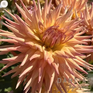 Dahlia Penhill Autumn Shade