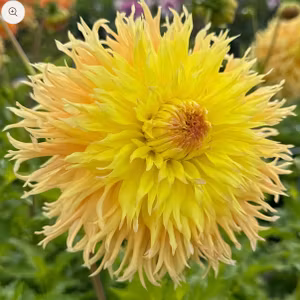 Dahlia Mingus Joshoua