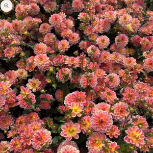 Dahlia Pacific View Nyhet!