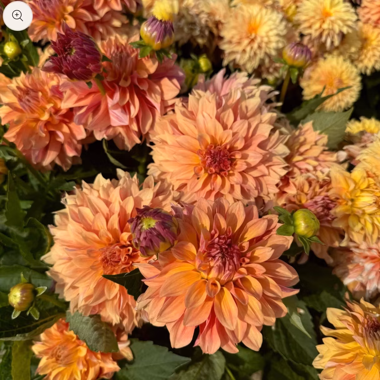 Dahlia Garden Desire Nyhet!