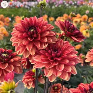 Dahlia Glossy Maracana Nyhet!