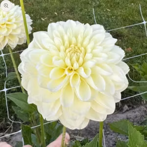 Dahlia Cream Corner Nyhet