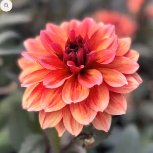 Dahlia Invitation Nyhet!