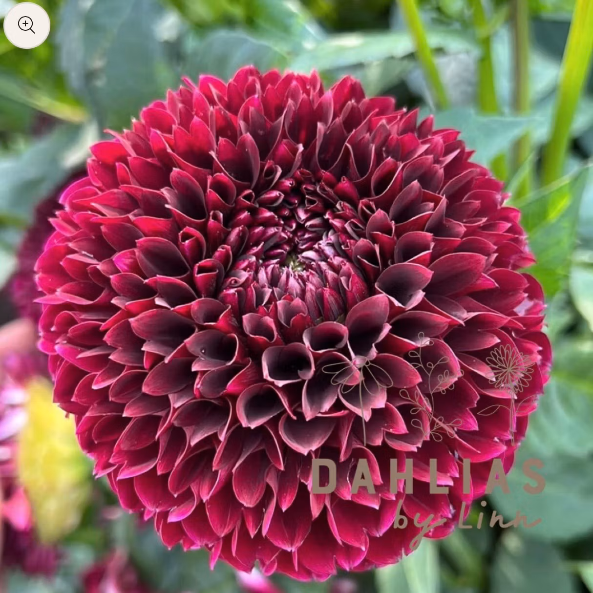 Dahlia Black Pierre