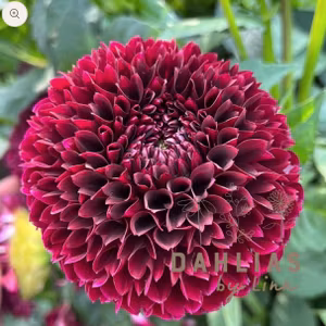 Dahlia Black Pierre