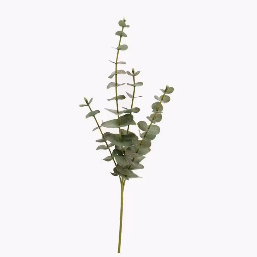 Konstväxt Eukalyptus Grön