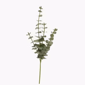 Konstväxt Eukalyptus Grön