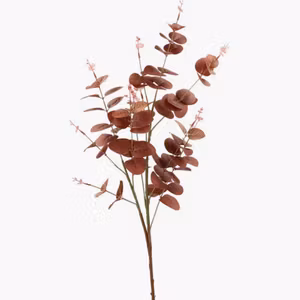 Konstväxt Eukalyptus Vinröd
