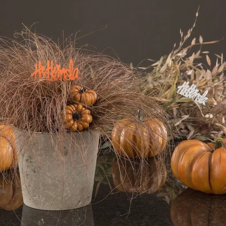 Pumpa Stick Orange Mix Poly