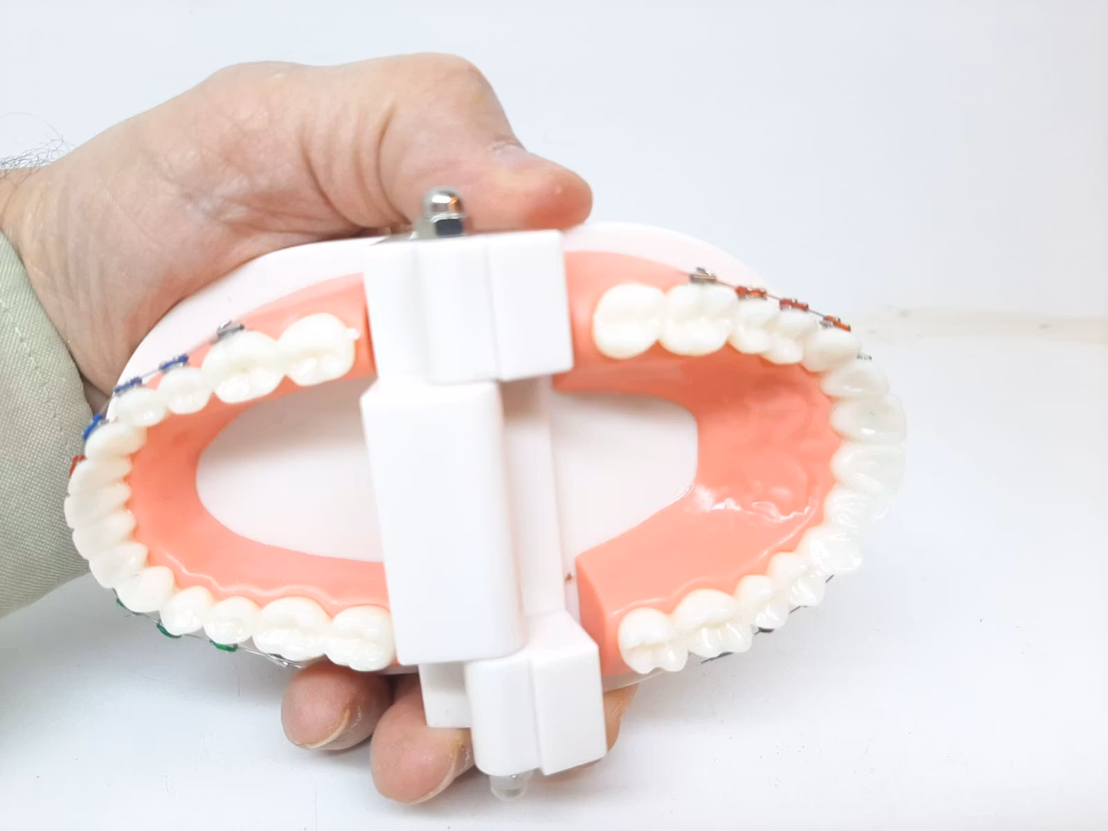 Dental tandmodell / Löständer (tand modell)