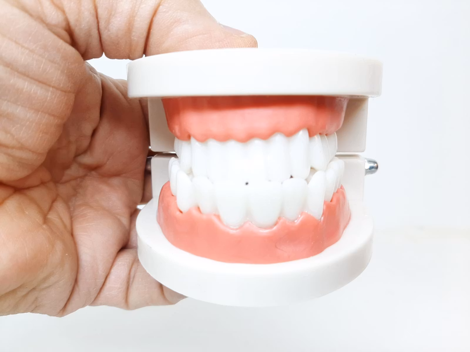 Dental tandmodell / Löständer (tand modell)