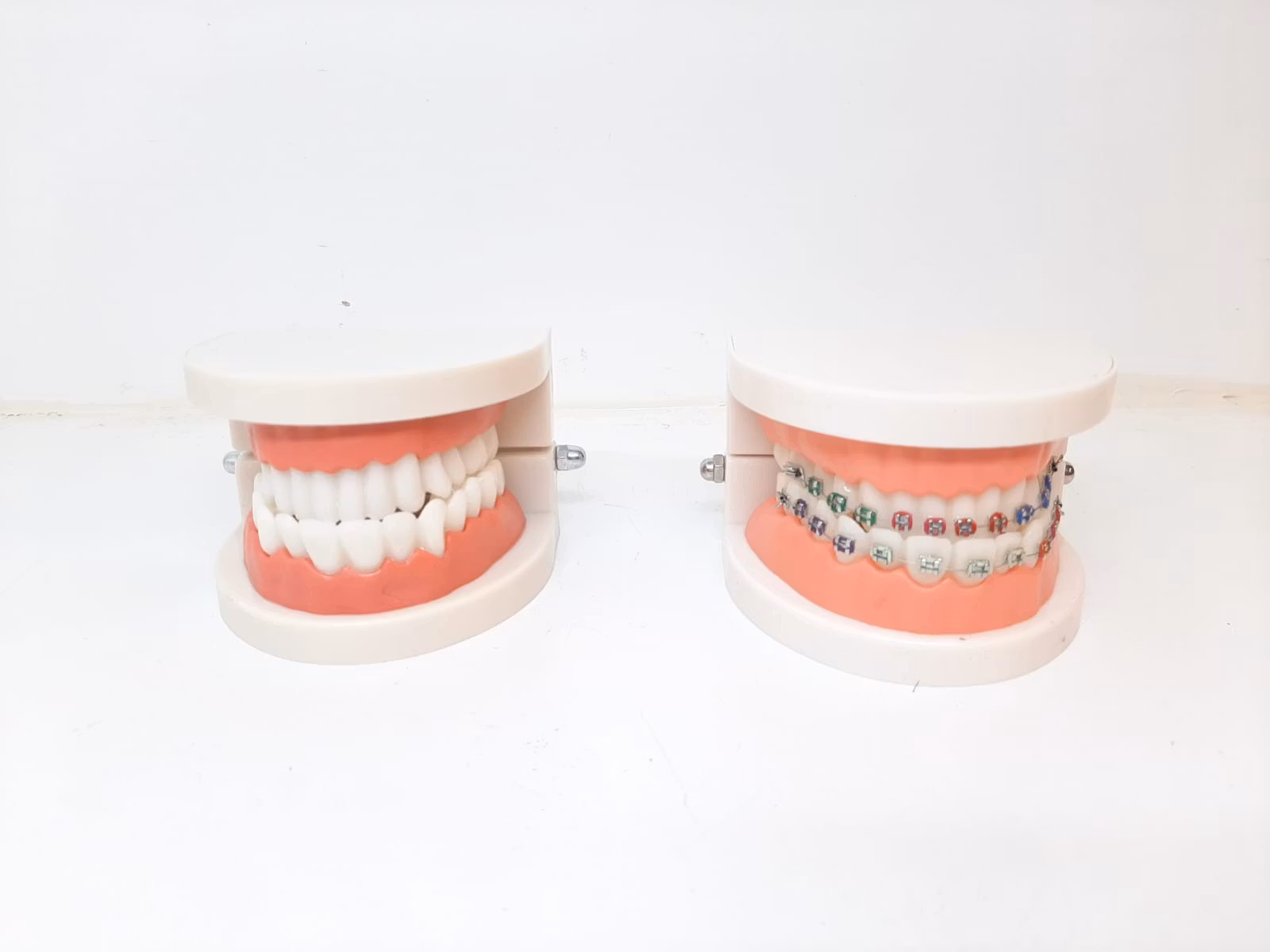 Dental tandmodell / Löständer (tand modell)