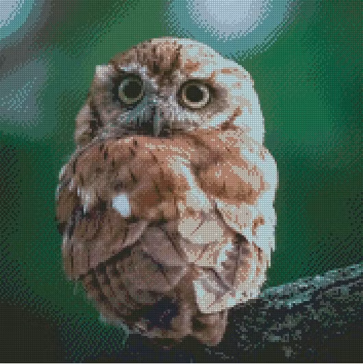 Ugle Adorable eastern screech owl ©Guilong Charles Cheng