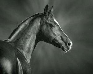 Hest i svart og hvitt