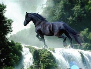 svart hest påfossen