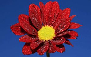 Rød Gerbera