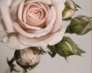 Rosa rose med knopper