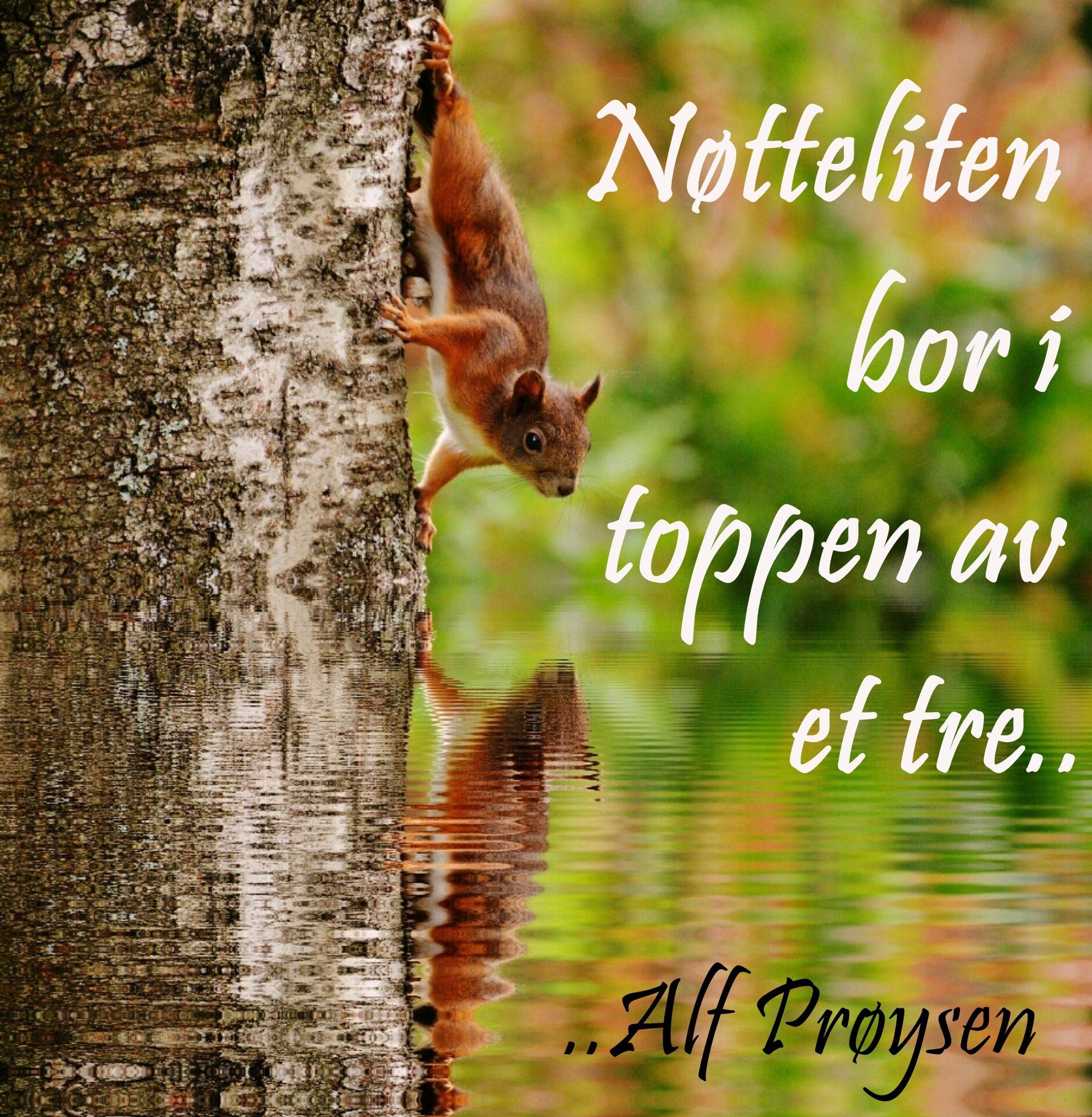 Nøtteliten