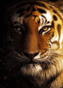 Golden Tiger ©MK5 studio