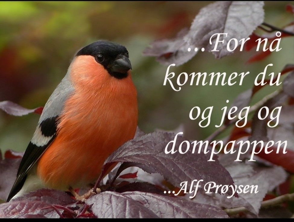 Du og jeg og dompappen ©Perlebilder