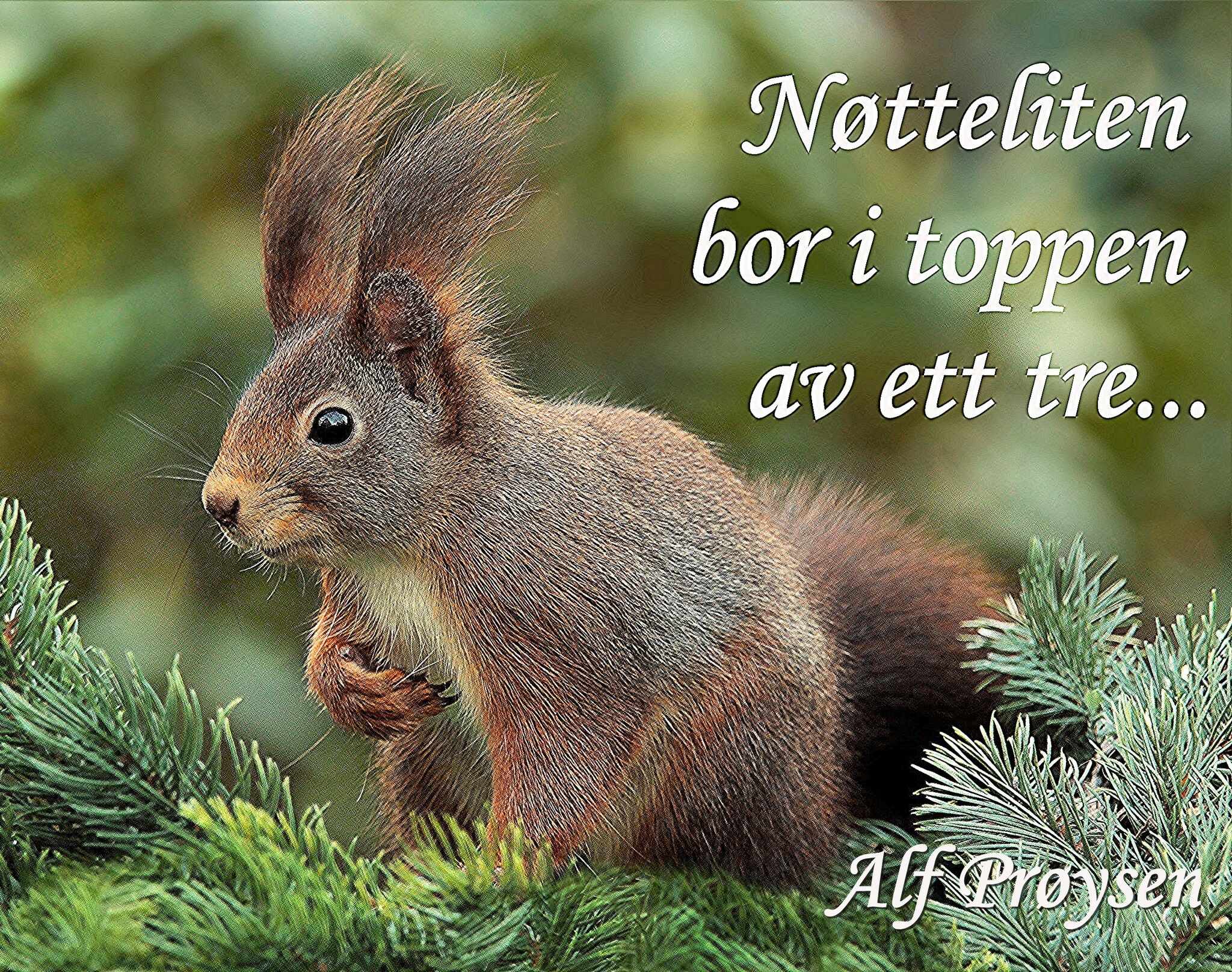 Nøtteliten ©Perlebilder