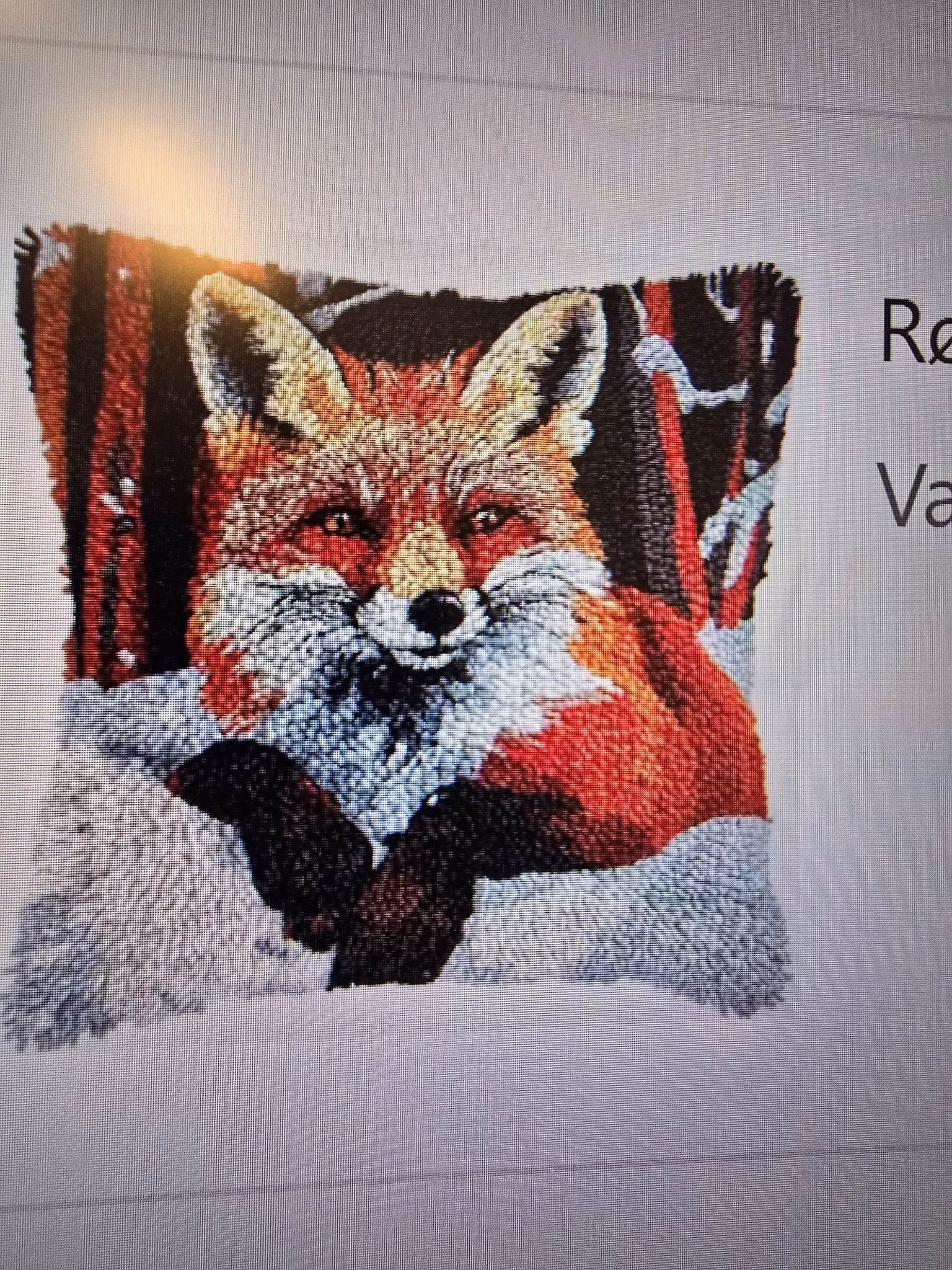 Knytepute rev i snøen, med bakstykke