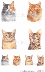 LDKL-249 Klippark  Katter