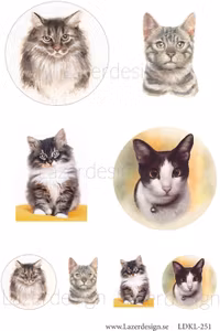 LDKL-251 Klippark  Katter