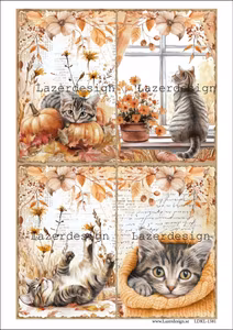 LDKL-1581 Klippark Höst Katter