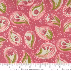 Tulip Tango Tulip-tulipaner