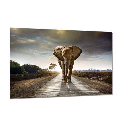 Canvas Tavla Elefant 75X100