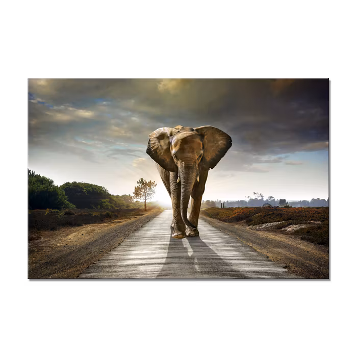 Canvas Tavla Elefant 75×100
